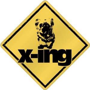  New  Silky Terrier X Ing / Xing  Crossing Dog: Home 