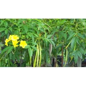  Yellow Elder Tecoma stans Tree Bloom 10 Seeds: Patio, Lawn 