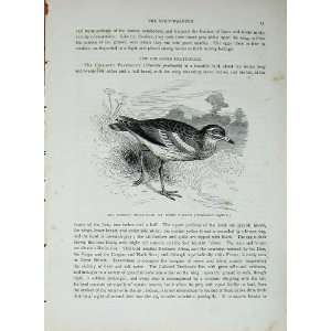   CassellS Birds C1870 Common Thick Knee Stone Curlew: Home & Kitchen