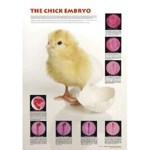 American Educational JPT T17 Chicken Embryo Poster:  