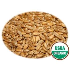  15 LBS Organic Wheat Seeds (Hard Red Winter Wheat) Health 