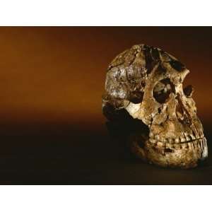  Two Million Year Old Hominid Skull of Australopithecus 