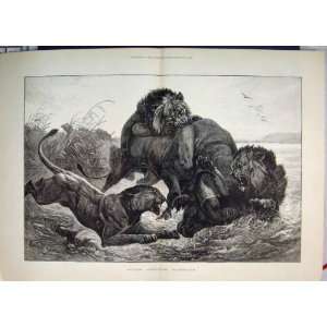 1884 South African Lions Attack Bison Riverside Print 