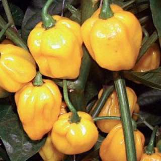 Big Sun Habanero Pepper   4 Plants   Hot  