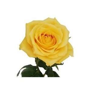  Aalsmeer Gold Yellow Rose 20 Long   100 Stems Arts 
