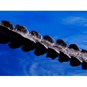  American Alligator Tail Details, Everglades National Park 