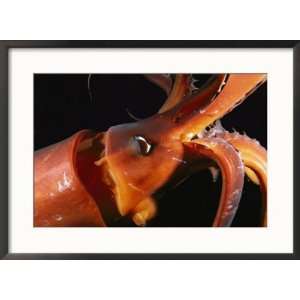  Close View of a Reddish Colored Giant Or Humboldt Squid at 