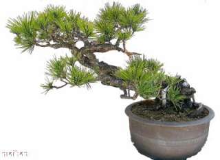 this black pine is believed to be over 100 years old it is part of a 