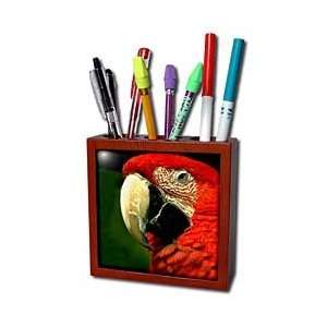  Birds   Green Winged Macaw   Tile Pen Holders 5 inch tile 