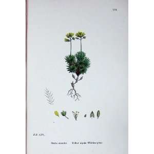   Botany Plants C1902 Yellow Alpine Whitlow Grass Draba: Home & Kitchen