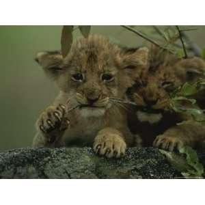  Two African Lion Cubs Chew on a Stick National Geographic 