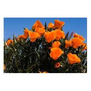  California Poppy Seeds 300mg Pkg: Patio, Lawn & Garden