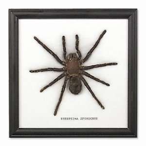   Large Spider Display 4.5 Inches Black Frame Tarantula: Everything Else
