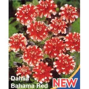  Bahama Red Shogun Dahlia 2 Root Clumps Patio, Lawn 