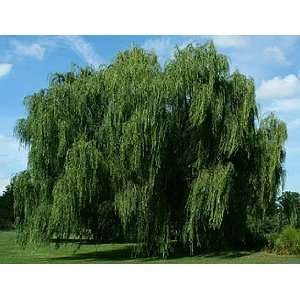  1 Babylonian Weeping Willow 3 4 foot potted tree: Patio 