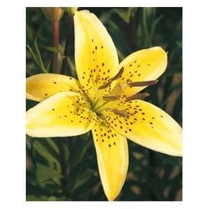   Yellow Electric Asiatic Hybrid Lily Flower Bulb Patio, Lawn & Garden