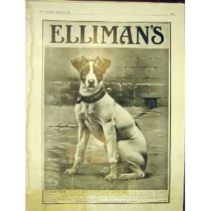  EllimanS Dog Embrocation Advert Old Print 1913