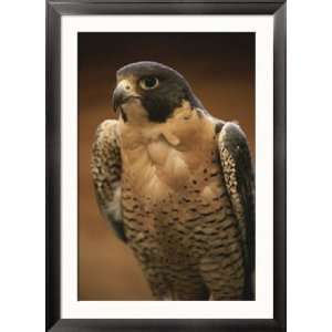  A Portrait of a Peregrine Falcon, Falco Peregrinus Framed 