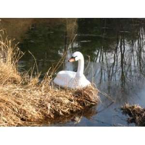  Airmax Eco Systems 590100 Floating Swan Decoy Patio, Lawn 