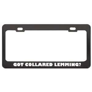 Got Collared Lemming? Animals Pets Black Metal License Plate Frame 