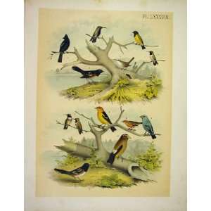    12 Unique Birds Studer Jasper Birds Of America 1878