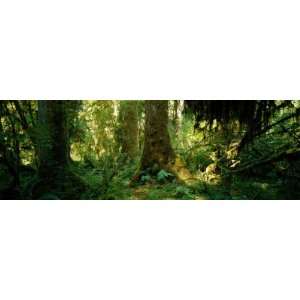  Hoh Rain Forest, Olympic National Park, Washington State 