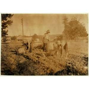 Photo Digging potatoes. 14 and 16 years old. Location Hardin County 