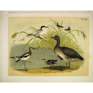  White Front Goose Wren Tern Birds Of America 1878