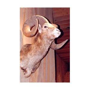  3D Bighorn Sheep