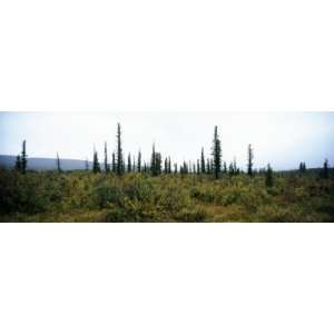 Trees on a Landscape, East of the Savage River, Denali National Park 