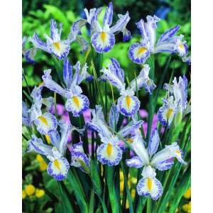    Delft Blue Iris Flower Bulbs   24 bulbs: Patio, Lawn & Garden