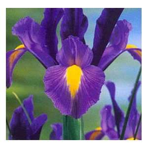    10 Blue Diamond Dutch Iris Flower Bulbs: Patio, Lawn & Garden