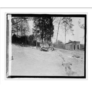  Historic Print (L) Zoo hog, deer