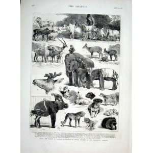    Royal Collection Indian Animals London Zoo 1876