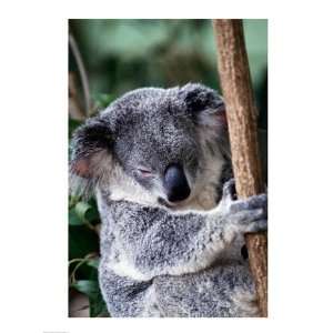 Koala Bear Australia Poster (18.00 x 24.00)