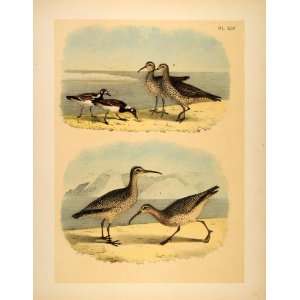  1881 Chromolithograph Marine Birds Turnstone Curlew 