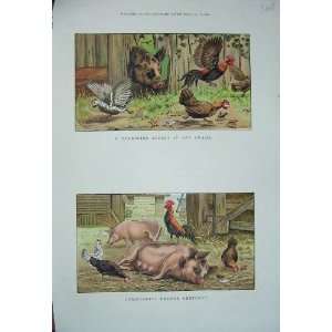   1886 Colour Print Farmyard Pig Chickens Hens Animals: Home & Kitchen