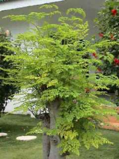 Moringa oleifera   multipurpose wonder tree   5 seeds  