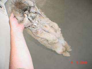 Canadian Lynx pelt tanned wild fur trapped hide/skin..  