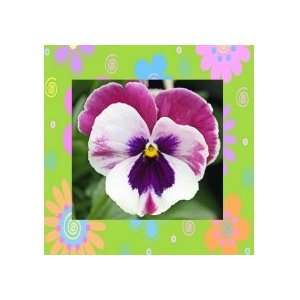  Miss Laverne Pansy Seeds: Patio, Lawn & Garden