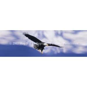 Exclusive By ClearVue Graphics Window Graphic   20x65 Eagle in Flight