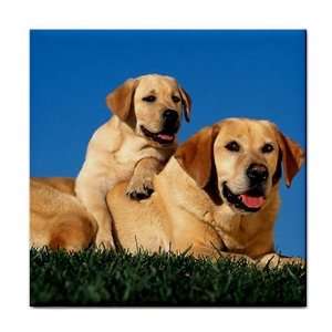   golden labrador Ceramic Tile Coaster Great Gift Idea: Office Products