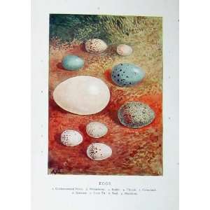   : 1901 Swaysland Wild Birds Eggs Thrush Redstart Teal: Home & Kitchen
