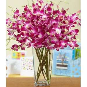 Extravagant Birthday Orchids  Grocery & Gourmet Food