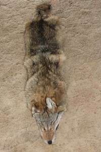 Huge XL Prime Coyote Pelt(LAST ONE) /Fur/Hide/Skin Taxidermy (fox 
