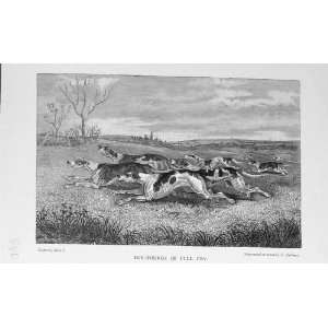  Fox Hunting Hounds Dogs Sport BailyS Magazine 1898: Home 
