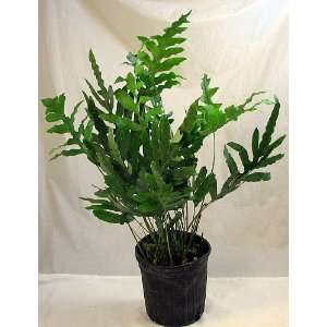  Blue Star Rabbits Foot Fern 6 pot   Cool Blue Color 