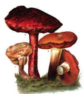   MUSHROOMS HUNTING grow edible fungus poisonous FIELD IDENTIFICATION