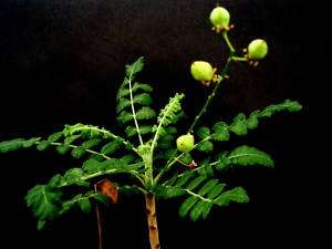 Boswellia sacra seeds 100 True Frankincense Biblical  