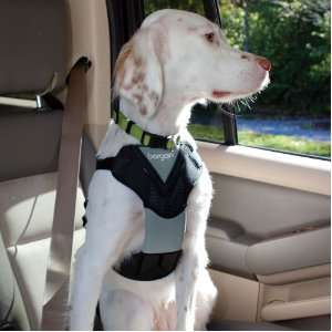  Dog Safety Harness, X Large: Pet Supplies